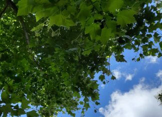 Elektrikli Ağaç Kesme Motoru İle Bahçenizi Nasıl Şekillendirin?