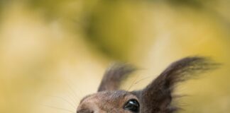 Elektrikli Ağaç Motoru Tavsiye: En İyi Modeller Hangileri?