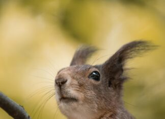 Elektrikli Ağaç Motoru Tavsiye: En İyi Modeller Hangileri?
