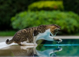 Elektrikli Ağaç Motoru ile Bahçenizi Nasıl Güçlendirebilirsiniz?