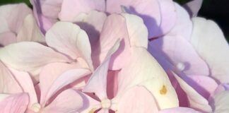 Elektrikli Pembe Motor: Sıra Dışı Deneyimler İçin Hazır Mı?