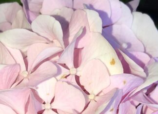 Elektrikli Pembe Motor: Sıra Dışı Deneyimler İçin Hazır Mı?