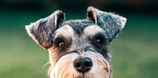 Mini Elektrik Motoru Nedir? Gücünü Keşfedin ve Faydaları!