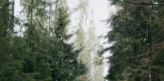 Elektrikli ATV Motoru ile Macera Dolu Bir Deneyim Yaşayın